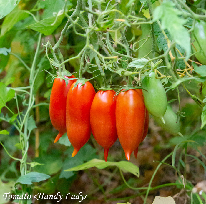 Tomato "Handy Lady" Tomaatti, Длинный томат с носиком "Хэнди Леди"
